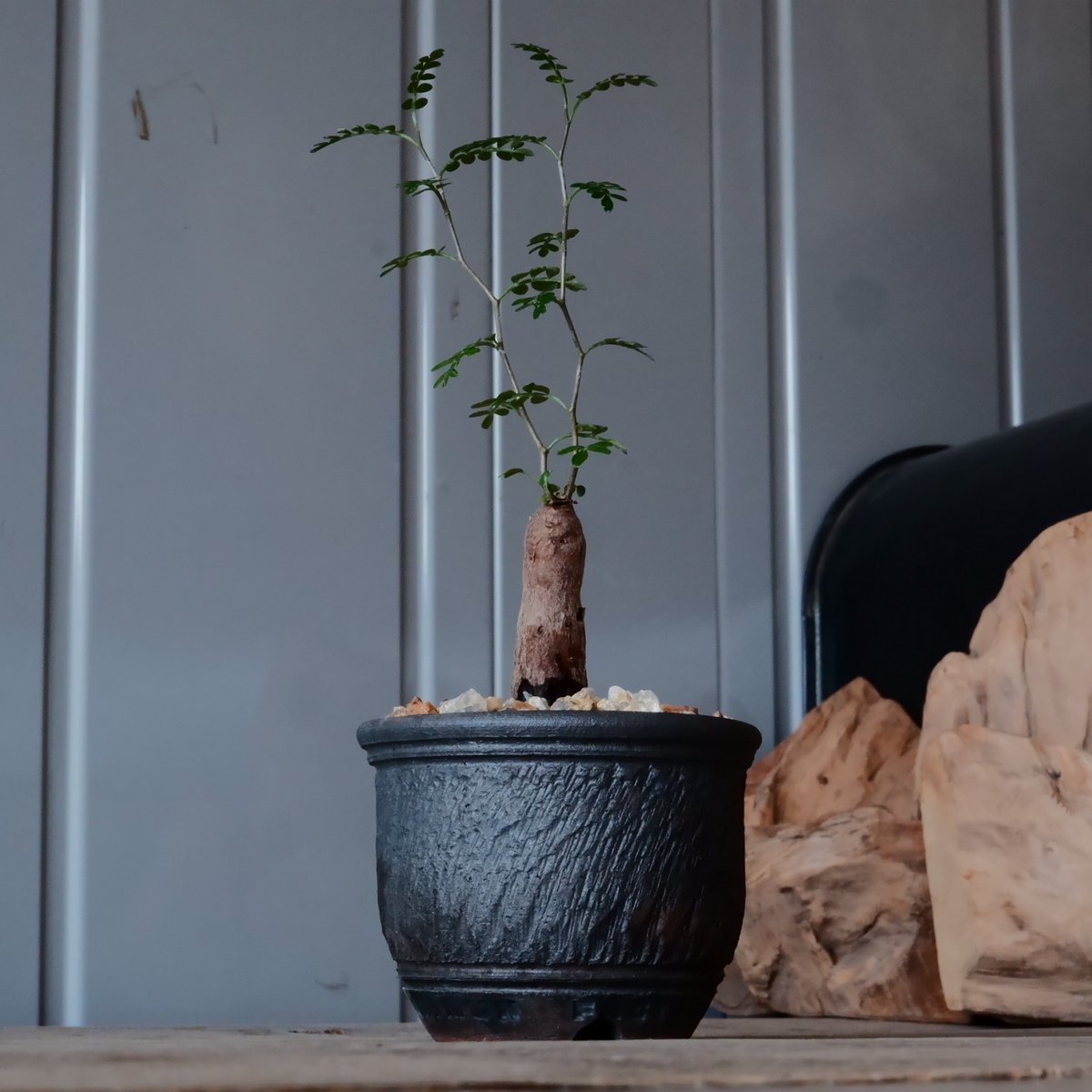 インボイス発行可 オペルクリカリア パキプス 幹幅10㎝ 発根済み