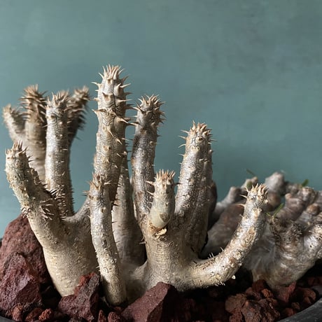 Big Madagascar Rock Garden - Red -［ No.8 ］