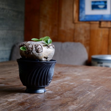 CATEGORY 新里竜子 作品 植木鉢［やちむん］ | Botanical Holic