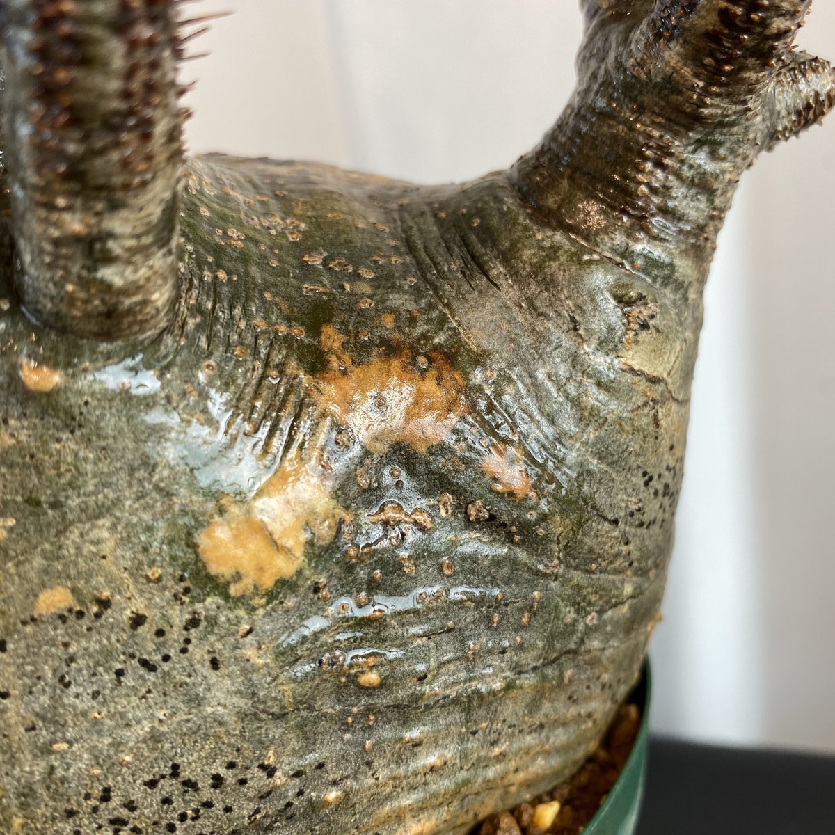 奇形の人面株【グラキリス 中ぶり 発根済 2020年8月輸入 現地株】BH