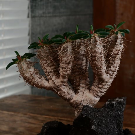 ユーフォルビア ギラウミニアナ［No.59］  ×   根本峻吾 作 S.N POT type.slim「 雷電 」limited color - Ocher - 4号 植木鉢 笠間焼