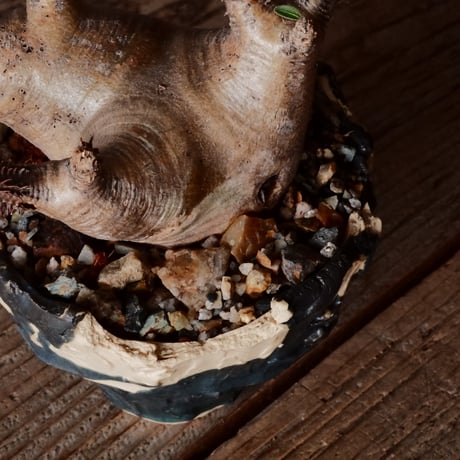 マカイエンセ φ7cm - 魔界玉 -［No.65］  ×   森田昌求 作 「 As if Broken " TSUGIHAGI "   」 3号 植木鉢 笠間焼