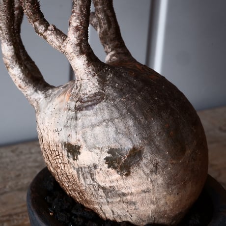 グラキリス φ10cm - 象牙宮 - ［No.51］  ×   沼野秀章 作「 black wrap 」3号 植木鉢 笠間焼