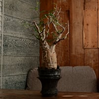 オペルクリカリア パキプス φ7cm［No.11］  ×   小野瀬一 作品  3.5号 植木鉢