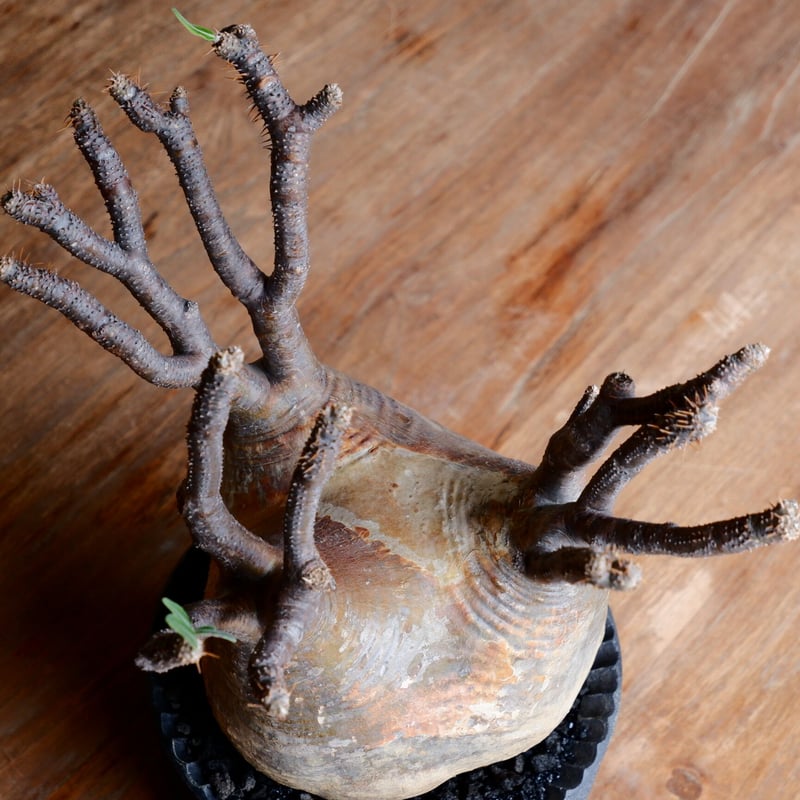 グラキリス　赤肌　現地球　とっくり型　ゴマ肌　コレクション株 厳選 グラキリス 赤肌 現地球 とっくり型 ゴマ肌 コレクション株 厳選 大株