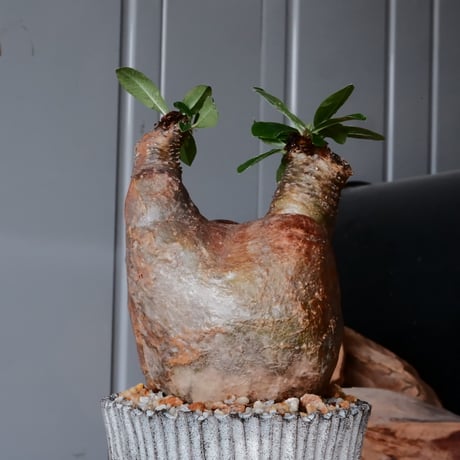 マカイエンセ φ10cm - 魔界玉 - ［No.32］  ×   根本峻吾 作 S.N POT type.slim「 月光ノ爪牙」4号 植木鉢 笠間焼