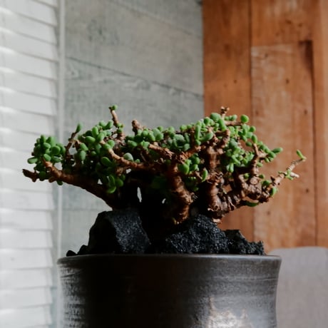 ケラリア ピグマエア 発根済［No.20］  × 松野 然 作 「ZEN」 4号 植木鉢