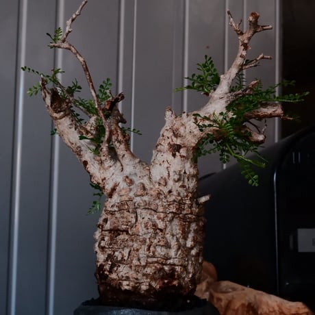 オペルクリカリア パキプス φ9.5cm［No.19］  × 沖誠 作「Spilal - 燻銀彩 - / round 」 3号 植木鉢 笠間焼