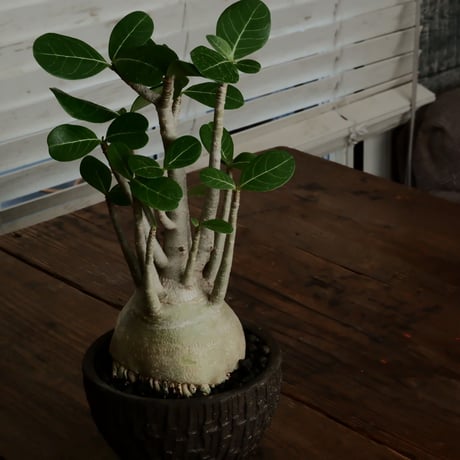 《丸型》アデニウム アラビカム " ドワーフ " φ10cm［No.13］  ×   沼野秀章 作「 black wrap 」4号 植木鉢 笠間焼