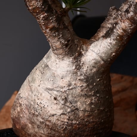 グラキリス φ8cm - 象牙宮 - ［No.30］  ×   沼野秀章 作「 black wrap 」3.5号 植木鉢 笠間焼