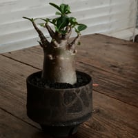 《黒肌》アデニウム アラビカム  "ドワーフ - black skin - "  φ7cm［No.11］  ×   沼野秀章 作「 black wrap 」3.5号 植木鉢 笠間焼