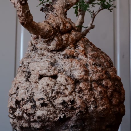 オペルクリカリア パキプス φ 14cm［No.09］  ×   與那嶺大輔 作 「琉球飛鉋」5号 植木鉢