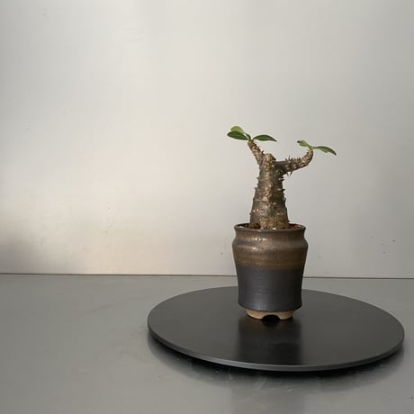 発根済 超チビ マカイエンセ 魔界玉 現地株 BG-145 × S.N.Pot - horizon - 2号鉢 ［作家  "根本峻吾"］