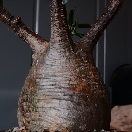 グラキリス φ10cm - 象牙宮 -［No.16］  ×   沼野秀章 作「 刻ム音 」4号 植木鉢 笠間焼