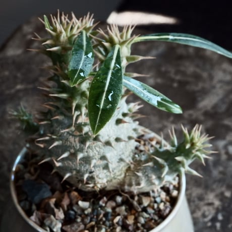 【国内実生】パキポディウム・ホロンベンセ［No.02］× 坂本新 作 作品【  LUSTER GREY 】3号 植木鉢 笠間焼