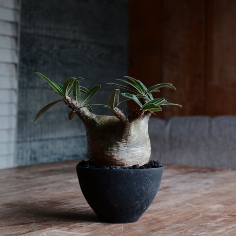 グラキリス - 象牙宮 -［No.149］  ×   沼野秀章 作「 black wrap 」3号 植木鉢 笠間焼