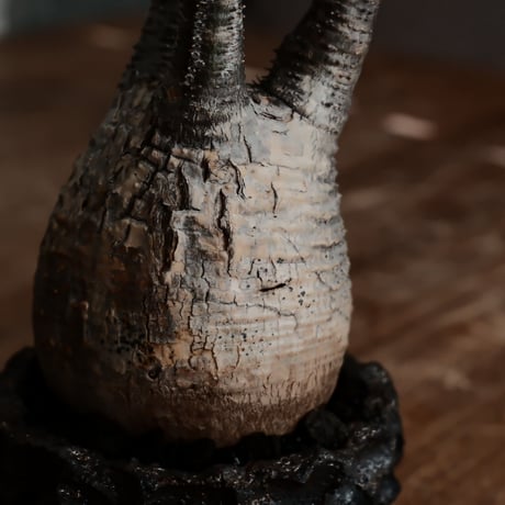 発根済 グラキリス - 象牙宮 - size S ［No.202］  ×  松野然 作 「ZEN」2.5号 植木鉢
