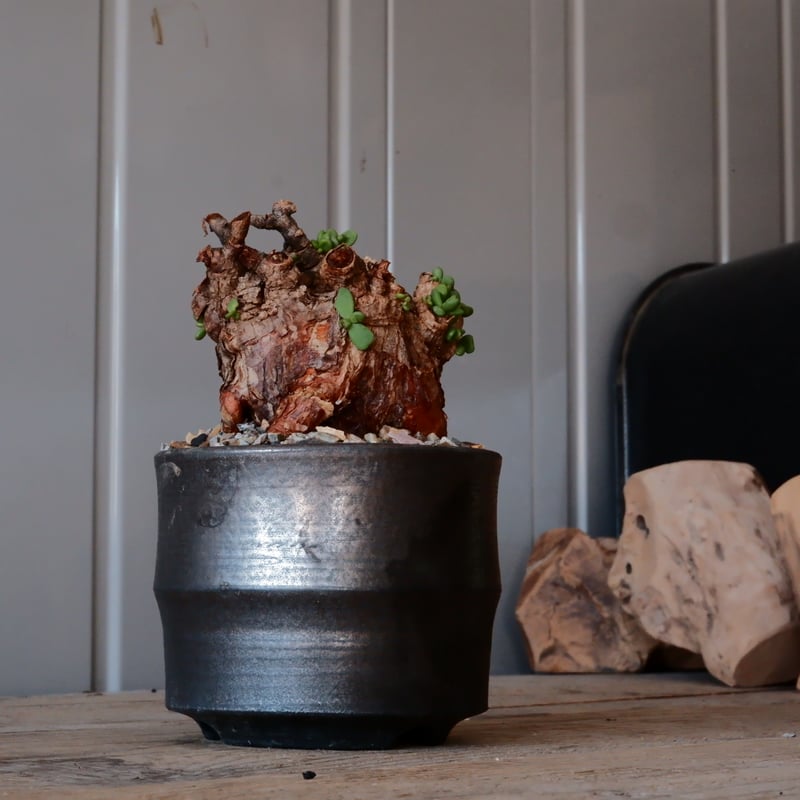 ゆーた様プラ鉢に植替え後小さな巨人現地球ケラリア・ピグマエア