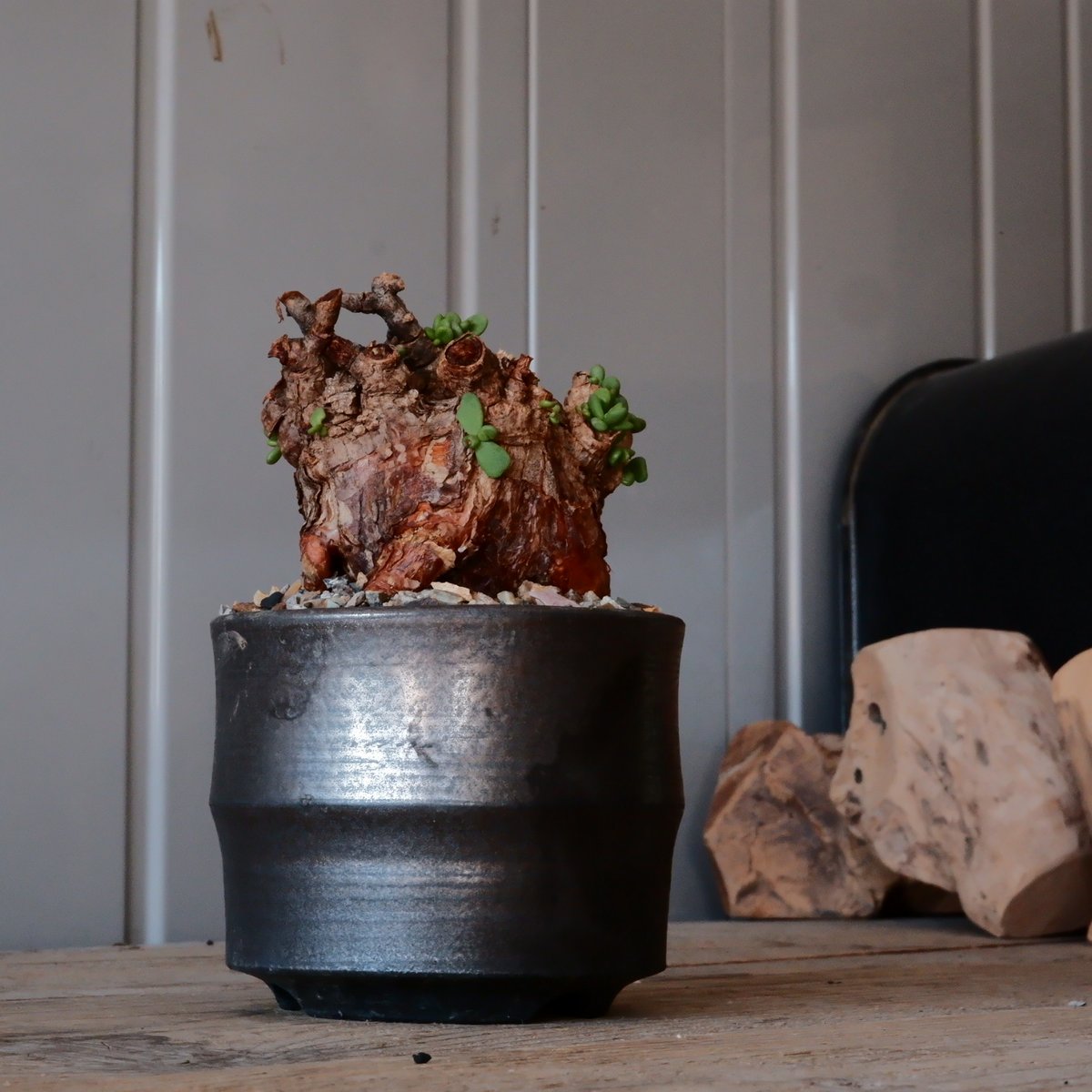 ケラリア ピグマエア［No.10］ × 松野然 【 ZEN 】3号 植木鉢 | Botan