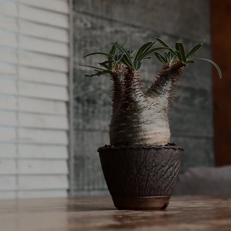 発根済 グラキリス  - 象牙宮 - size S［No.221］  ×  與那嶺大輔 作 「琉球飛び鉋」3号 植木鉢