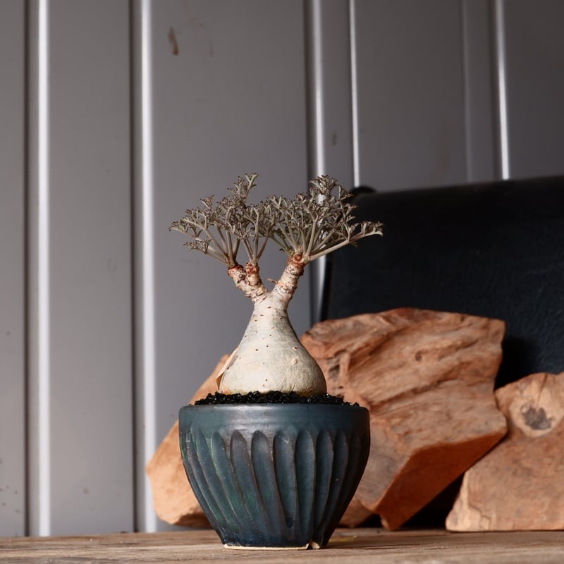 キフォステンマ ベティフォルメ ナローリーフ ソマリア産 輸入株