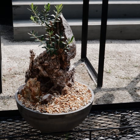 Old Olive 古木オリーブ［No.17］× 12号皿鉢 (φ36cm)