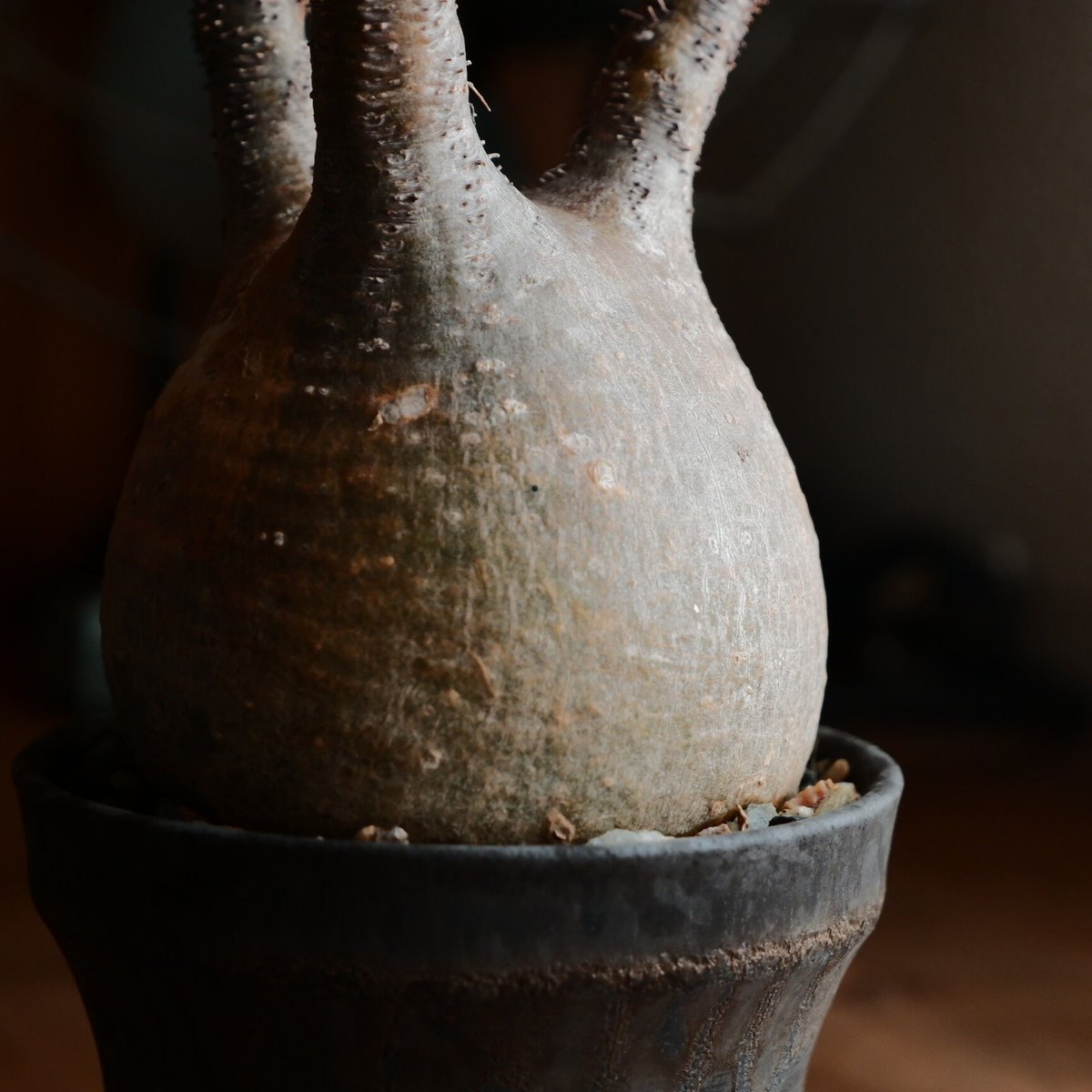 グラキリス - 象牙宮 -［No.76］ × 杉山悠 作 笠間焼 植木鉢 S［φ8.5c