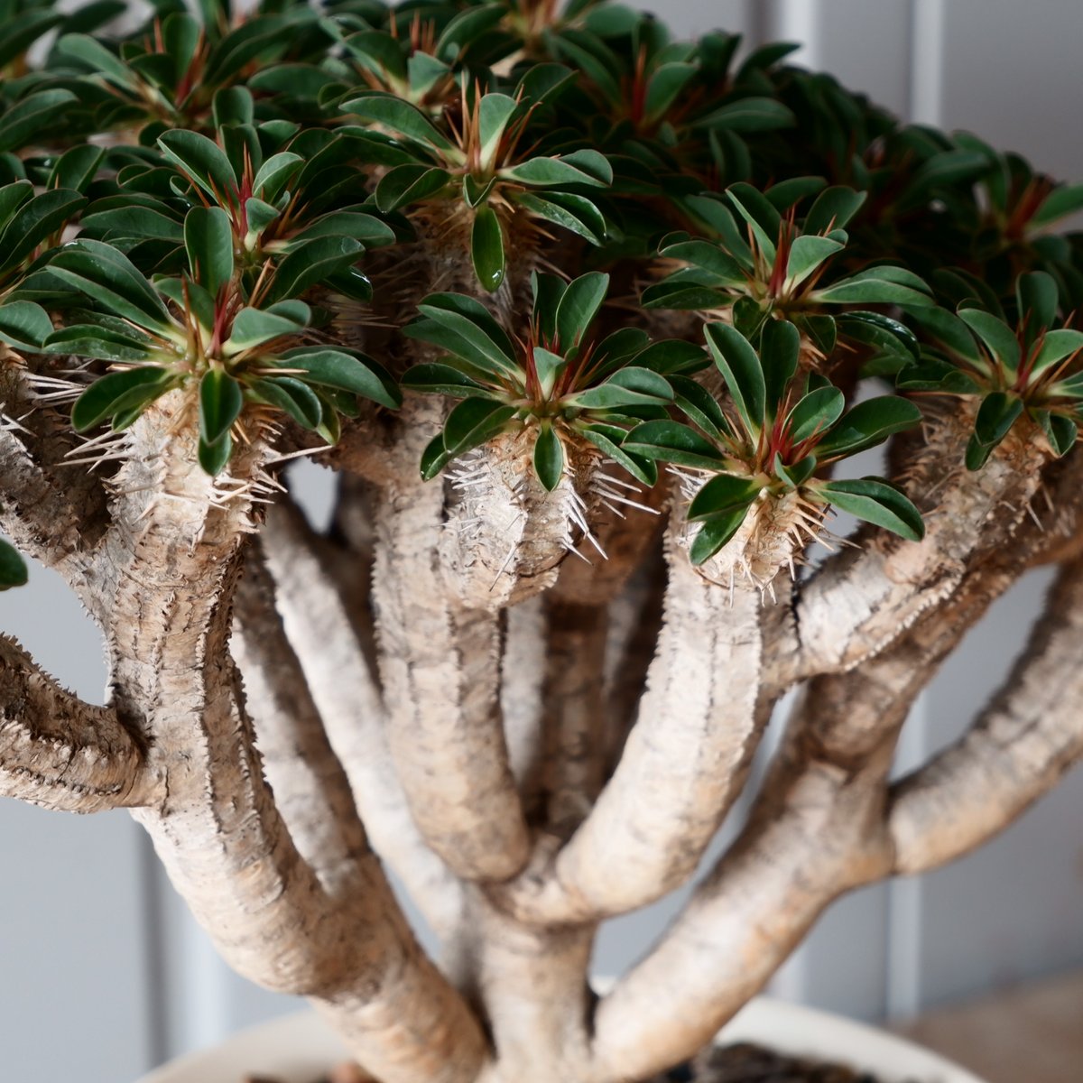 ユーフォルビア　ギラウミニアナの現地株【大株】匿名配送 大株 ユーフォルビア ギラウミニアナ 輸入株［No.24］ × 坂本新 作