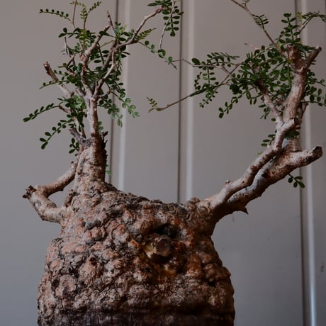 オペルクリカリア パキプス φ 14cm［No.09］  ×   與那嶺大輔 作 「琉球飛鉋」5号 植木鉢