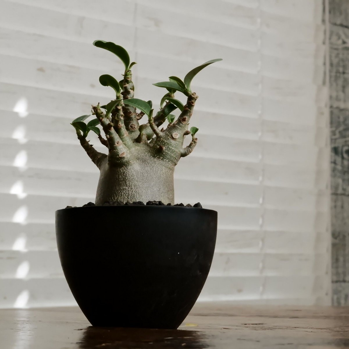 小人》アデニウム アラビカム 