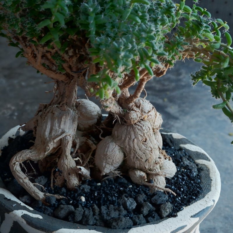 トリコディアデマ・ブルボスム - 姫紅小松 - 寄せ植え［No.01］× 沼野