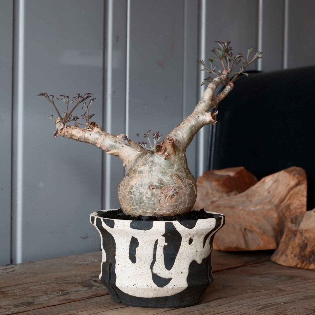 キフォステンマ　べディフォルメ　ソマリアナローリーフ　まんまる　現地球 キフォステンマ べディフォルメ ソマリアナローリーフ まんまる 現地球