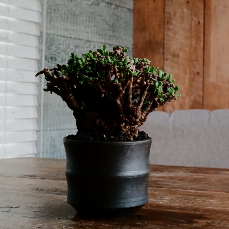 た*ん様 【発根済・枝ぶり最高】ケラリア・ピグマエア/鉢ごと発送 た*ん様 【発根済・枝ぶり最高】ケラリア・ピグマエア/鉢ごと発送 発根