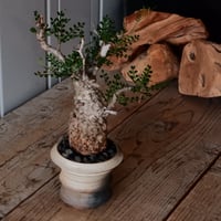 オペルクリカリア パキプス φ 6cm［No.22］  × 磯部祐介 作「 匣 - kou -」3号 植木鉢 笠間焼