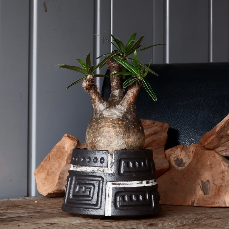 グラキリス現地球　根本峻吾鉢付き グラキリス φ8cm - 象牙宮 - ［No.31］ × 根本峻吾 作品【 S.N PO