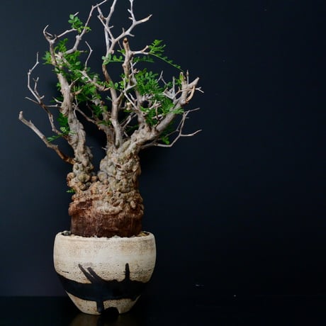 発根済 オペルクリカリア パキプス ［No.11］×  根本峻吾 作 S.N.POT「帷 - tobari - 」笠間焼 植木鉢