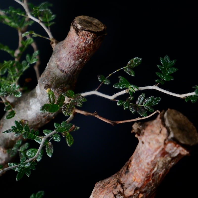 特大》コミフォラ モンストローサ XL ［M-01］× S.N.POT type.tall