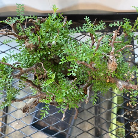 発根済 4頭 マルチヘッド オペルクリカリア パキプス P-14  × 小野瀬 一 作品「the first plants wear」 5号 植木鉢