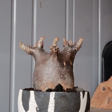 グラキリス φ7cm - 象牙宮 -［No.64］  ×   沼野秀章 作「 黒ニ白 」3号 植木鉢 笠間焼