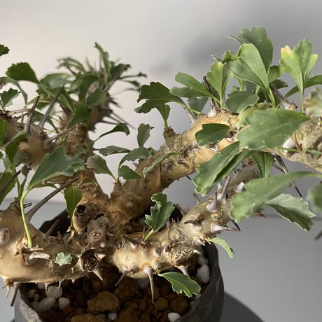 モンソニア サルコカウロン クラシカウレ 発根済 現地株 MS-02 × S.N.Pot - crown - 3号鉢