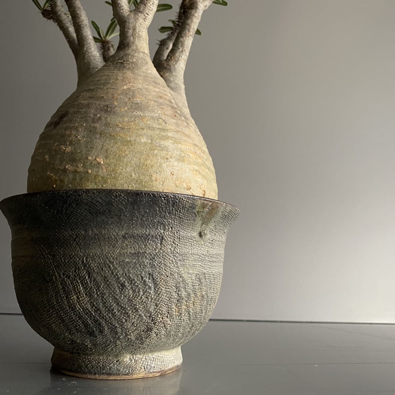 Gracilius M グラキリス 中〜大サイズ - C76 | Botanical Holic