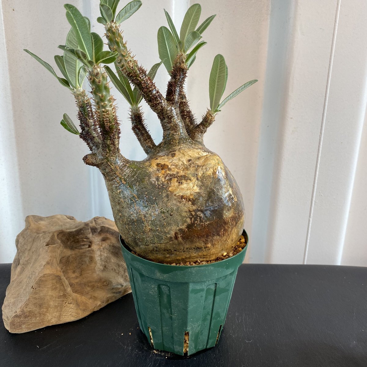 奇形の人面株【グラキリス 中ぶり 発根済 2020年8月輸入 現地株】BH