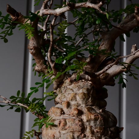 オペルクリカリア パキプス φ9cm［No.27］  × 沖誠 作品【 Bark / upper spread 】3号 植木鉢 笠間焼