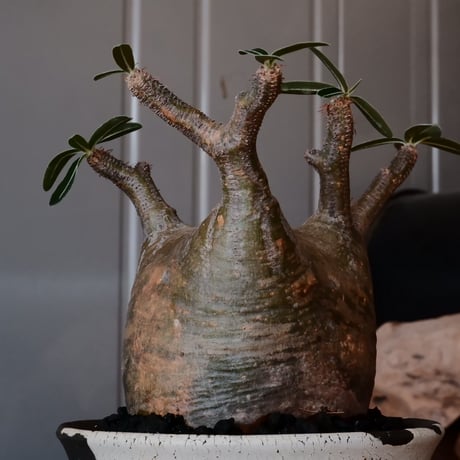 グラキリス φ8.5cm - 象牙宮 - ［No.10］  ×   沼野秀章 作「 black wrap 」3号 植木鉢 笠間焼