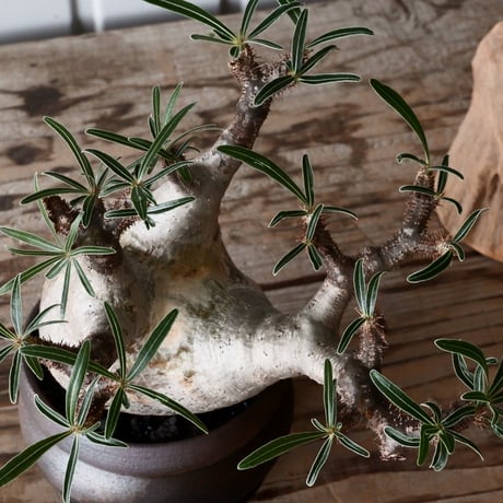 グラキリス φ9cm - 象牙宮 -［No.52］  × 磯部祐介 作「 匣 - kou - 」3号 植木鉢 笠間焼