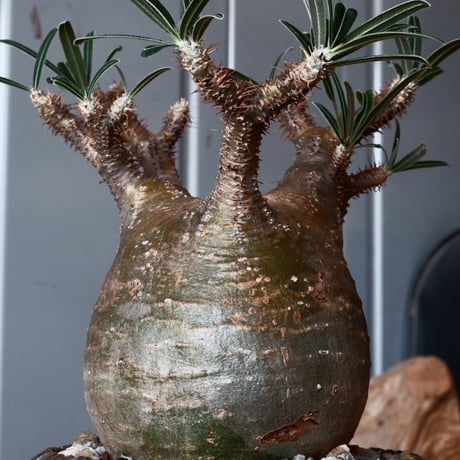 グラキリス φ9.5cm - 象牙宮-［No.34］×  中野明彦 作品【 KIRIKO / brown  / 4号 】笠間焼 植木鉢