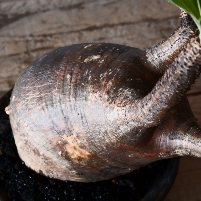 グラキリス φ9.5cm - 象牙宮 - ［No.42］ × 沼野秀章 作「 black