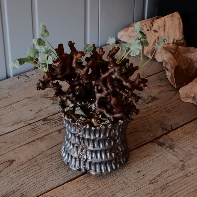 ペラルゴニウム ミラビレ［No.04］ × 松野然 作 【 ZEN 】4号 植木鉢 |