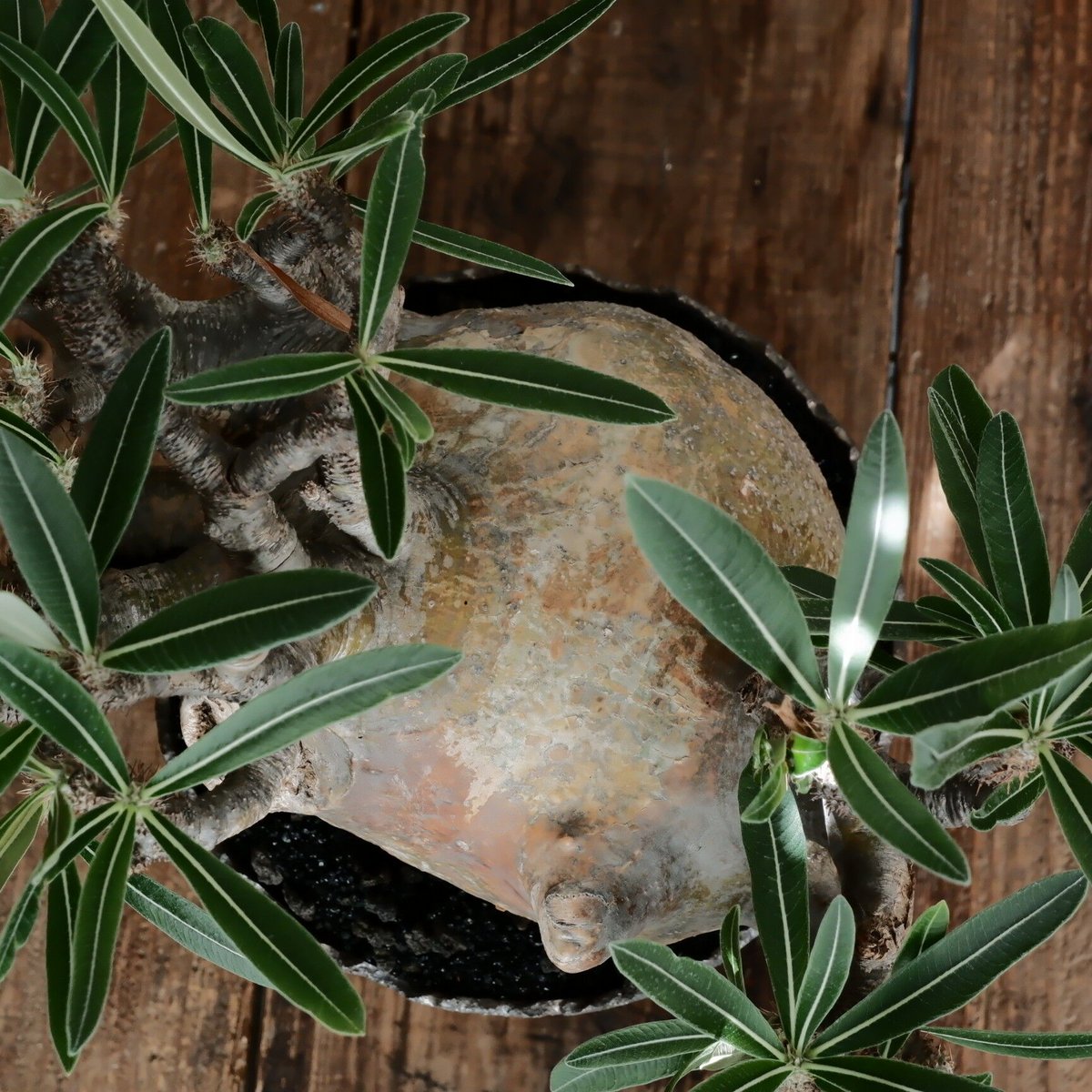 特大SP株 》グラキリス φ22cm［No.22］ × 松野然 作「 ZEN 」8号鉢