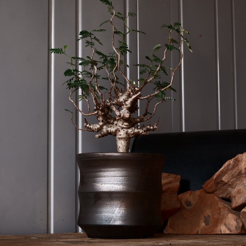 センナ メリディオナリス 輸入株［No.38］ × 松野 然 作 「ZEN